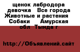 щенок лабродора девочка - Все города Животные и растения » Собаки   . Амурская обл.,Тында г.